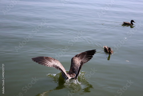 B  b   go  land att  trissant sur le lac de ty colo  Saint-Renan  Finist  re  Bretagne