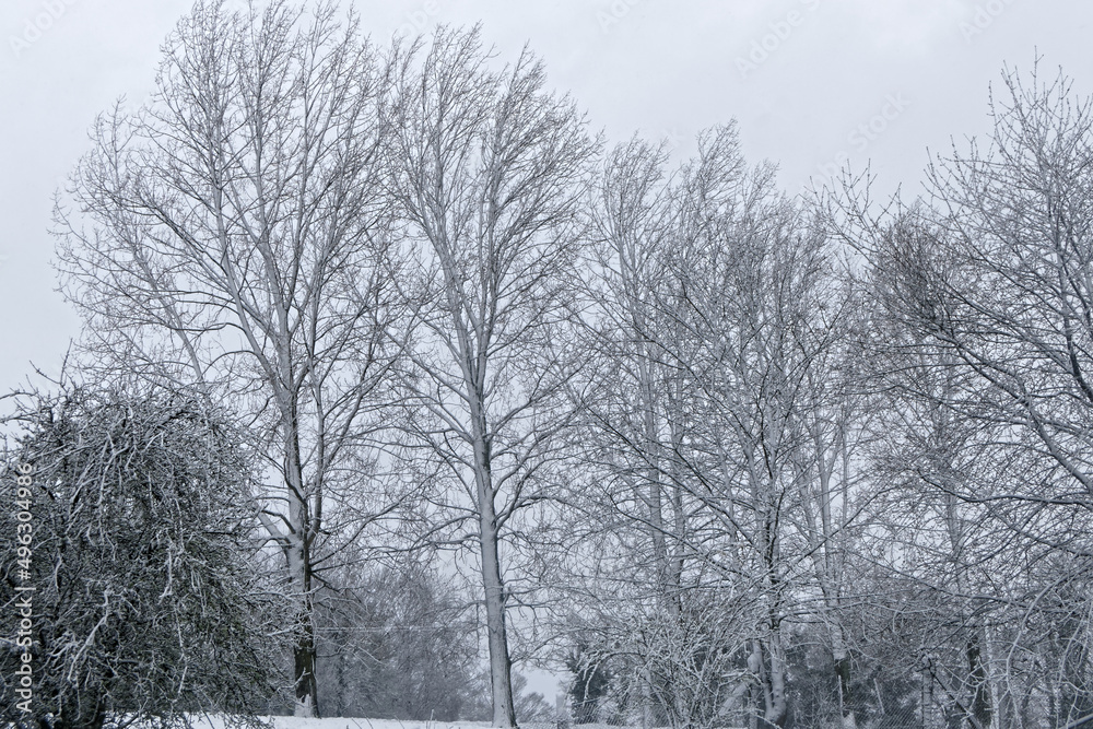 La neige blanchie les peupliers -France
