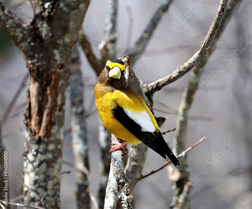 Evening Grosbeak, Male, Springtime in Algonquin Provinvial Park, Ontario, Canada