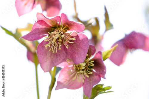Blüten der Christrose / Lenzrose / Schneerose (Helleborus orientalis) photo