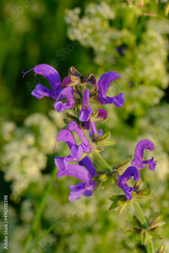 Salbei-Blüte / Blüten des Salbei (lat. Salvia)