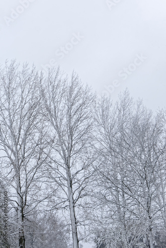Les peupliers blancs de neige - France