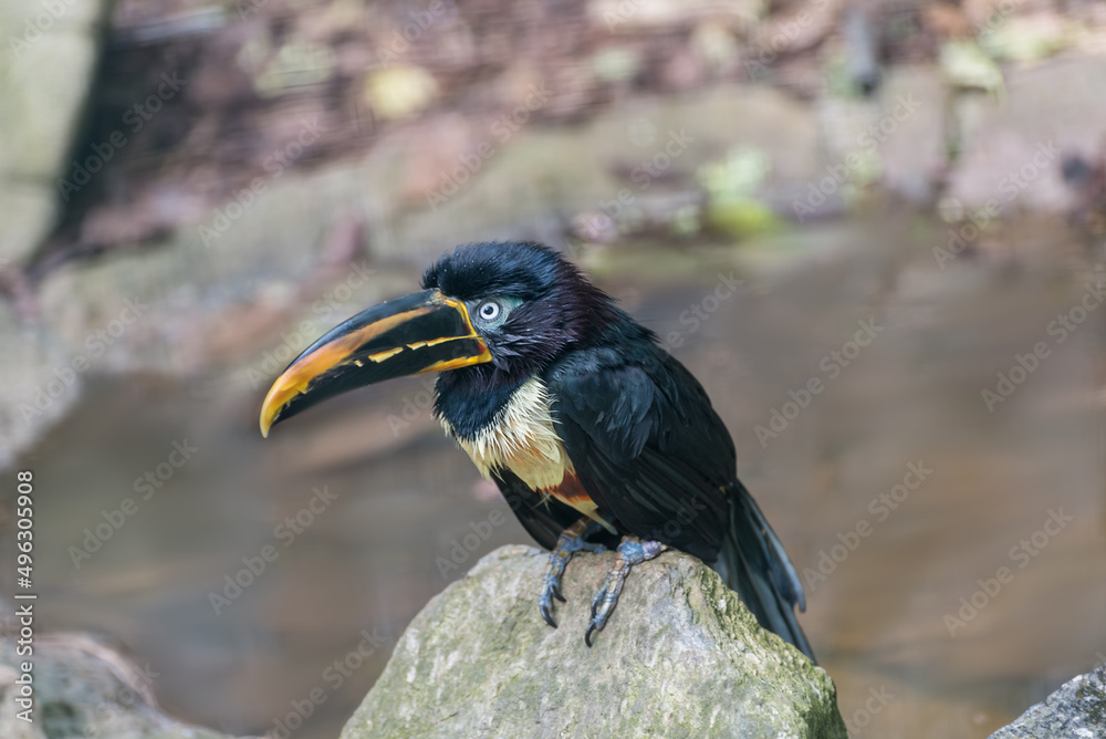 Fototapeta premium Aracari, a medium-sized tucan with bright plumage and enormous bill. Birds watching. Portrait