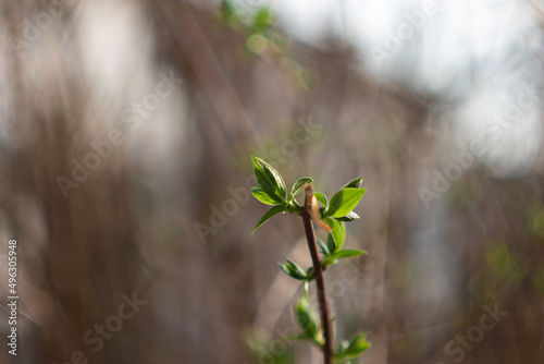 Early spring bush twig sprouts. First leaves growing out of forest twigs. Close up show, shallow depth of field, no people