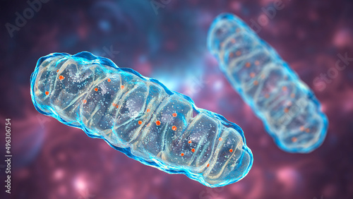 Mitochondria, a membrane-enclosed cellular organelles, which produce energy photo