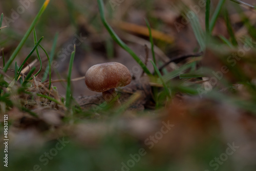 Kleiner Pilz auf einer Wiese
