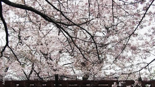 宿河原用水・船島鉄橋を通過する南武線と満開の桜　吉野桜 photo