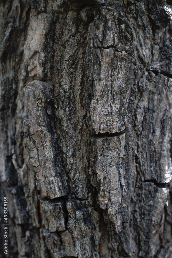 Rough bark texture from natural tree trunk in forest background Rough bark texture from natural tree trunk in forest background