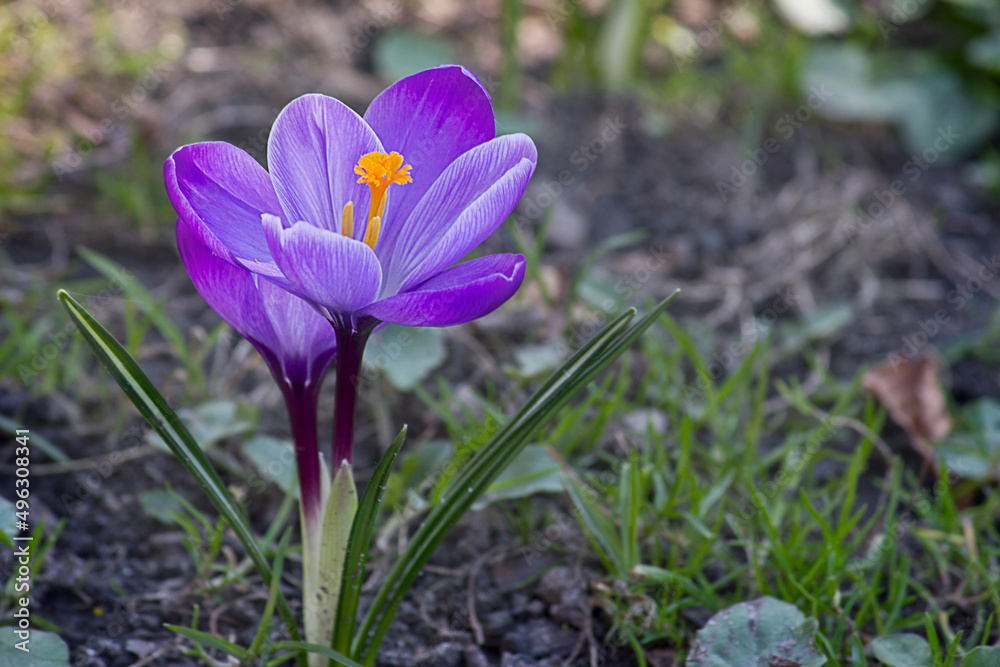 one lilac crocus close-up blooming in the park in spring one lilac crocus close-up blooming in the park in spring
