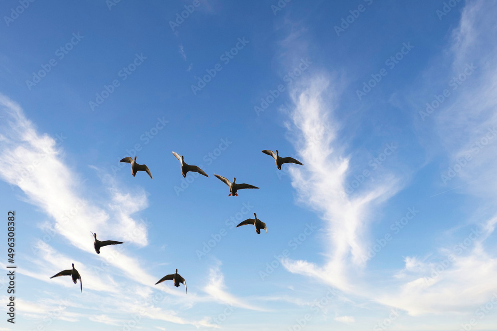 快晴の青空の中を、群れで飛翔する野生のカモ