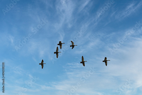 快晴の青空の中を、群れで飛翔する野生のカモ © kazumin1967