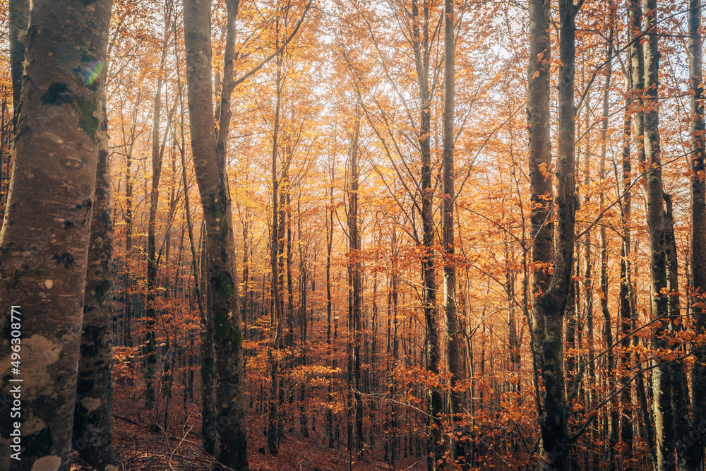 Obraz premium São Lourenço Beech Tree Forest, pathway leaves fall in ground landscape on autumnal background in November, Manteigas, Serra da Estrela, Portugal.