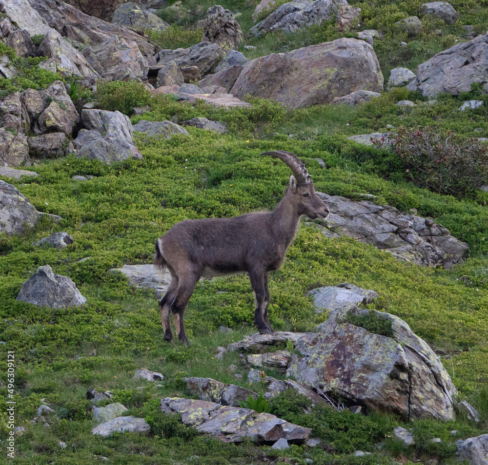 Bouquetin au milieu de la verdure et des rochers Bouquetin au milieu de la verdure et des rochers