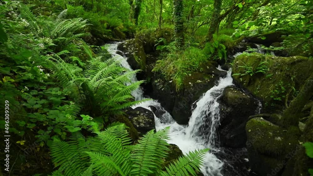 Waterfalls in a fern covered summer woodland in Dartmoor National Park, Devon, England Waterfalls in a fern covered summer woodland in Dartmoor National Park, Devon, England