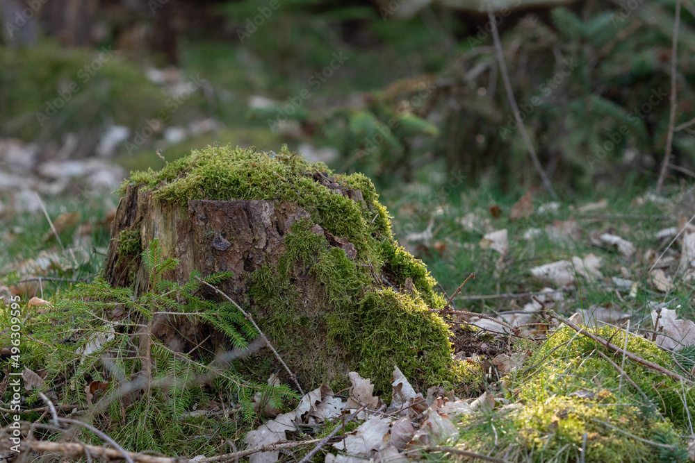 Bäume im Wald