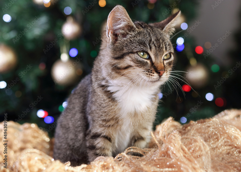 Close up of a Kitten posing for the camera. Cat sitting on the background of the Christmas tree. Christmas concept. New Year. Cat with green eyes. Greeting card. Kitten on a gold background. Tabby