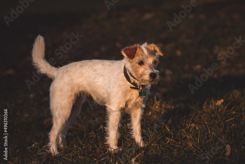 Parson Russell Terrier im Sonnenuntergang