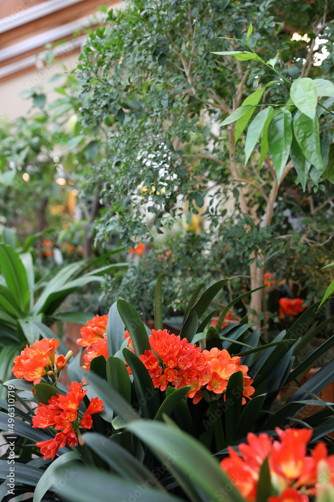 Plants in a greenhouse in winter