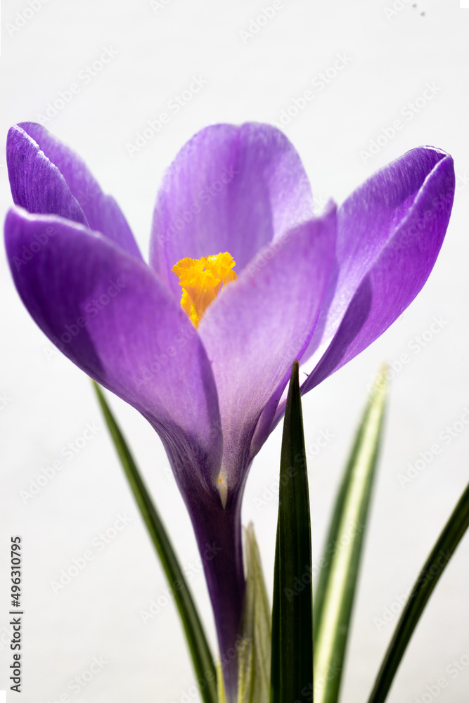 purple crocus flowers purple crocus flowers