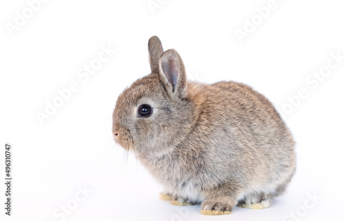Live rabbits isolated on white background