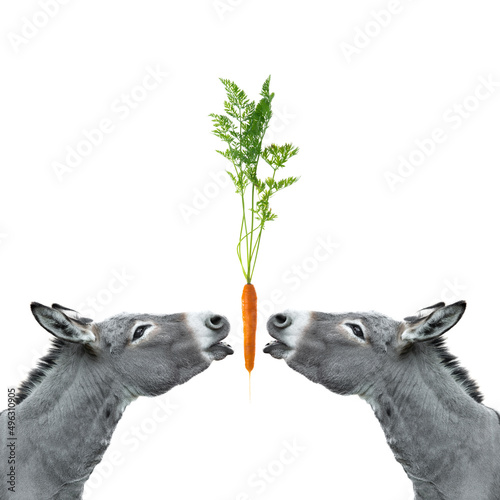 Fotografie, Tablou two donkeys reach for a carrot isolated