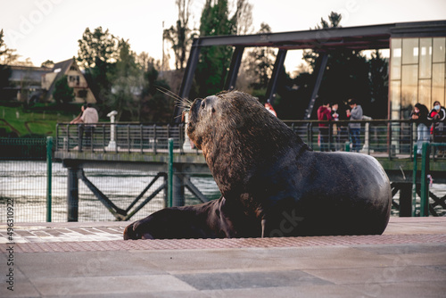 Big sea lions resting and tourists at Calle-calle river in sunset, Valdivia, Chile photo