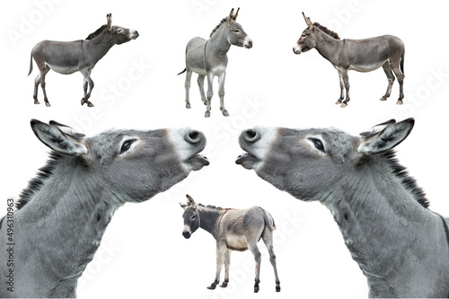 Tablou canvas donkey isolated on white background