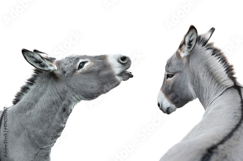 Photographie two donkey portrait isolated on white background