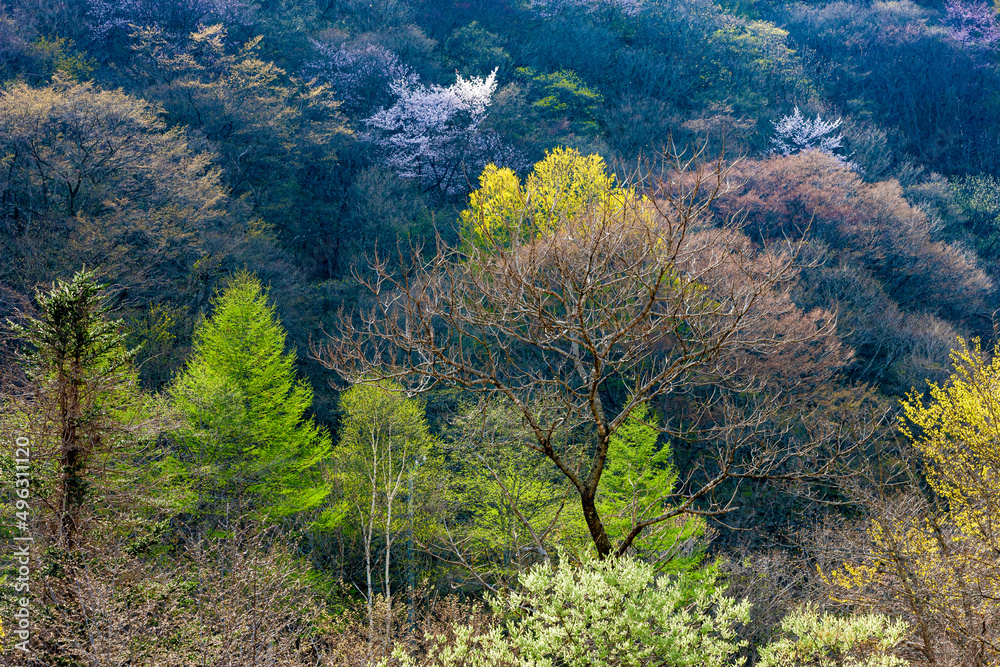 早春の山