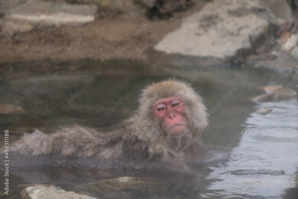 Naklejka premium The Japanese macaque (Macaca fuscata)