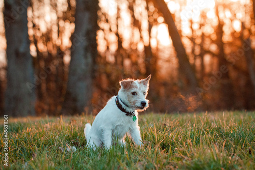 Fototapeta Naklejka Na Ścianę i Meble -  Parson Russell Terrier im Sonnenuntergang