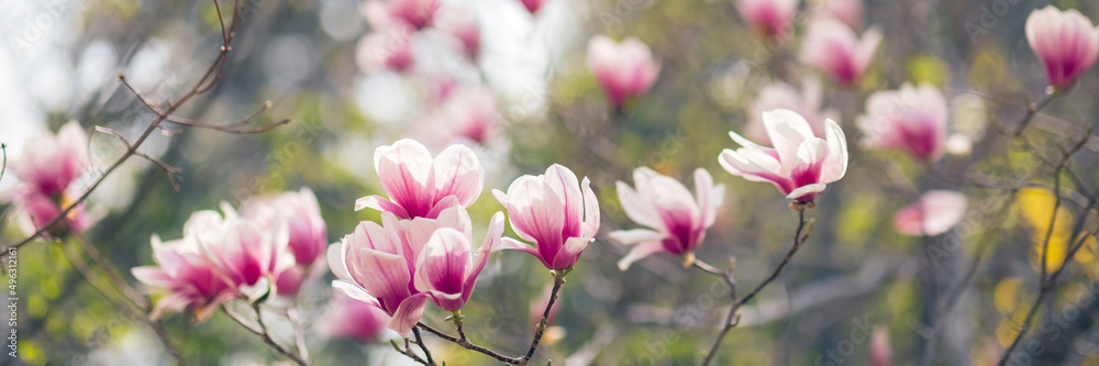 Magnolia tree blossom in spring, purple flowers on soft blurred background with sunshine Magnolia tree blossom in spring, purple flowers on soft blurred background with sunshine