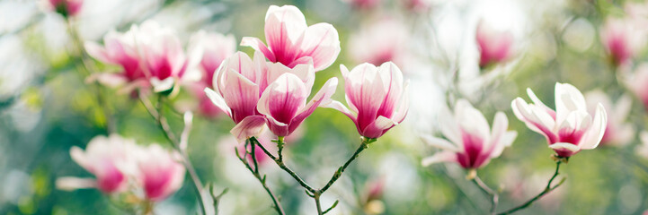 Magnolia tree blossom in spring, purple flowers on soft blurred background with sunshine