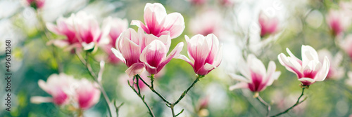 Magnolia tree blossom in spring, purple flowers on soft blurred background with sunshine