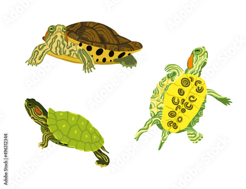 Graphic collection of vector Red-eared sliders on the white photo