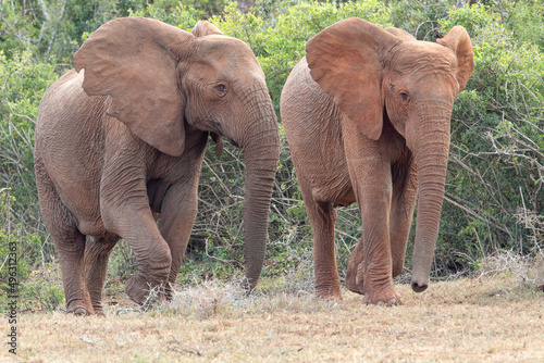 African elephant  Addo Elephant National Park