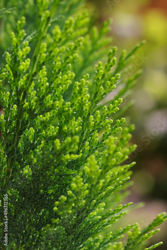 Spring nature. Young twigs of Thuja closeup. Close-up fresh green Christmas leaves, branches of Thuja Trees on green background. Young twigs of evergreen. Beautiful green screensaver on your desktop.