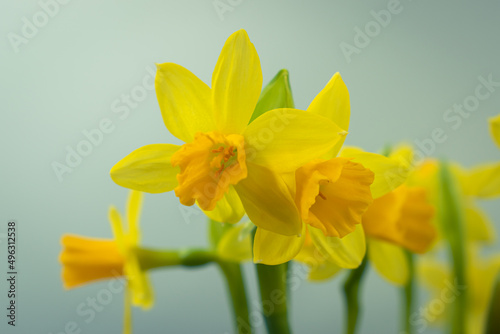 Bunch of blooming daffodils