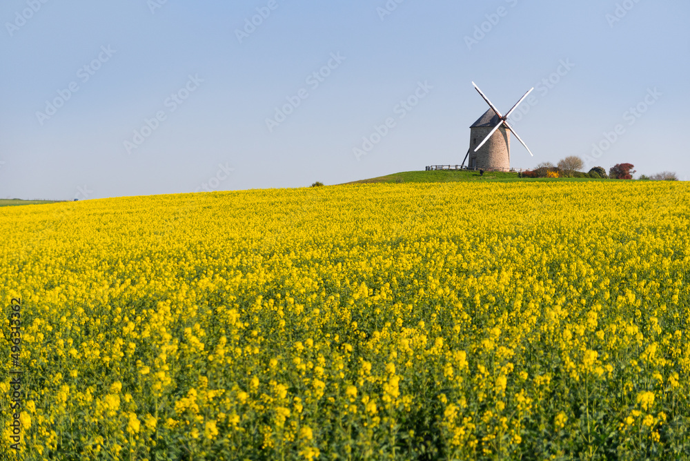 Windmill near mont saint michel in  Normandy