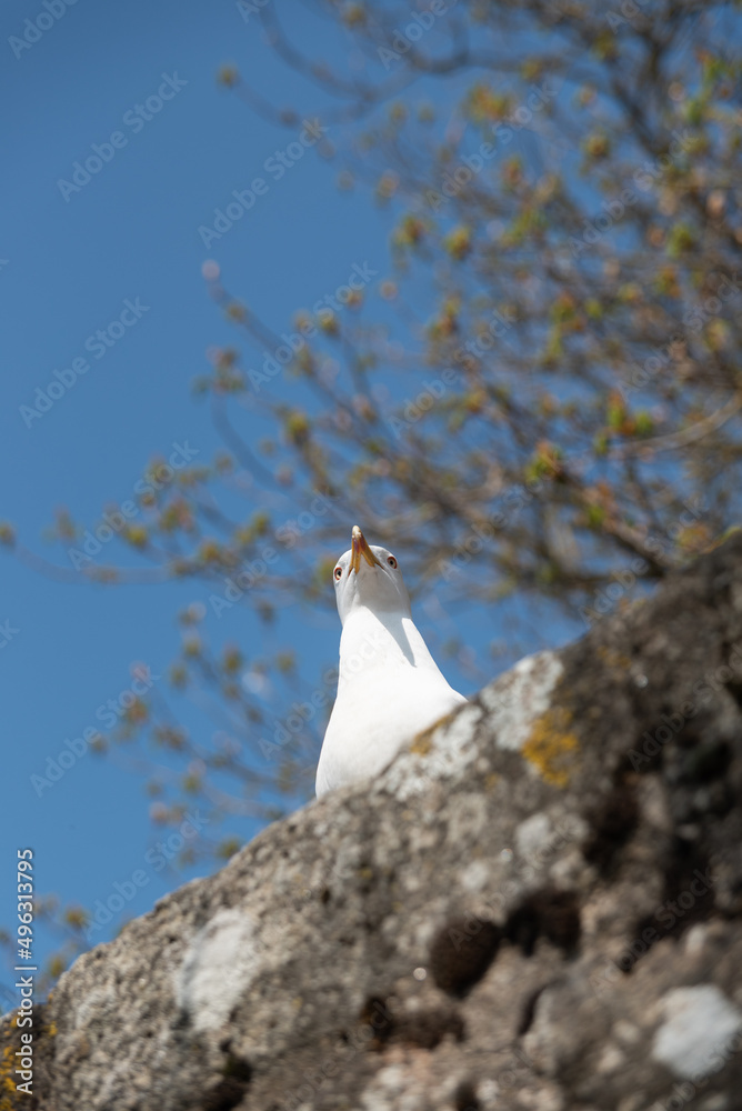 Fototapeta premium Seagull Portrait in Normandy France