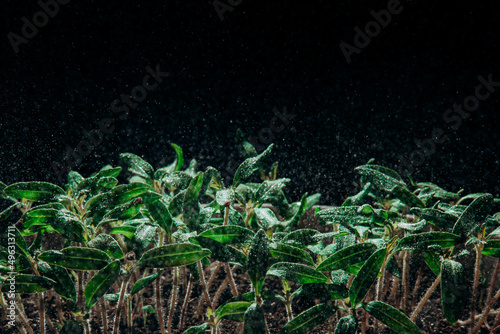 Fresh organic microgreen on the black background