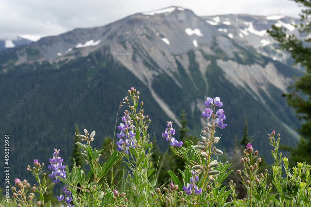 Fototapeta premium Rainier Lupines