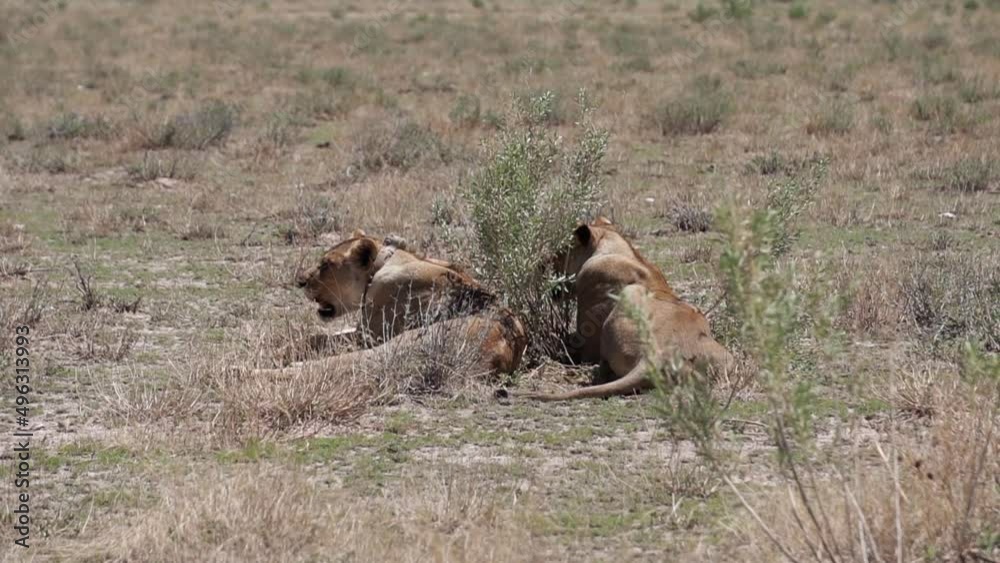 two lionesses in the savannah two lionesses in the savannah