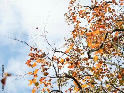 秋の青空とカエデの葉 © ohira02