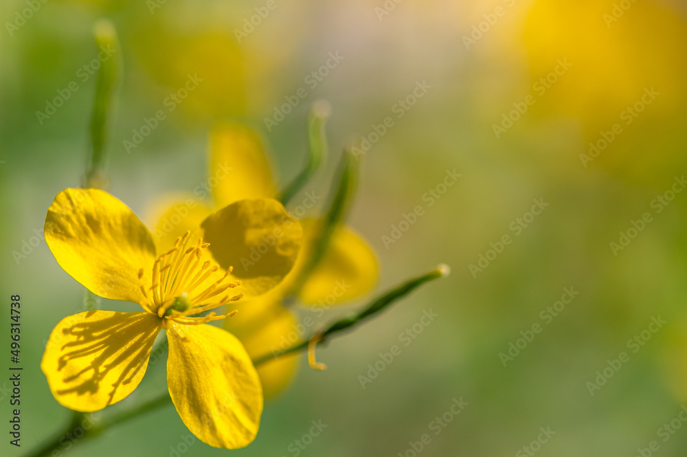 Chelidonium majus - Greater celandine - Grande chélidoine - Grande éclaire - Herbe aux verrues