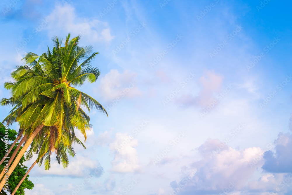 Tall palm trees with green leaves and coconuts against a blue sky with clouds. Copy space on the right. Travel and tourism.