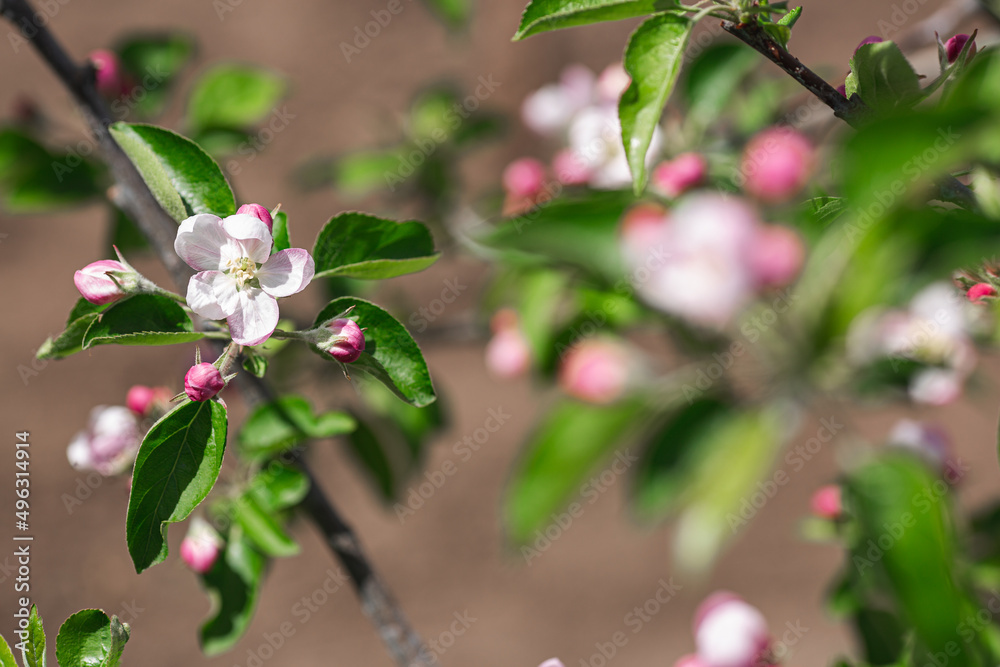 Fototapeta premium Blooming apple tree in spring. Pink flowers of an apple tree
