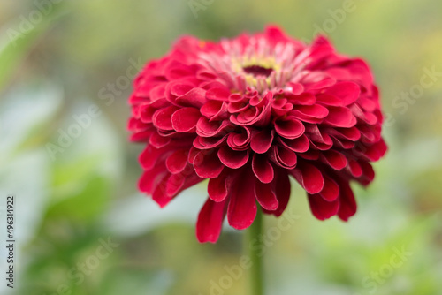 Beautiful red Gerbera is blooming. Flower Zinnia background. Red Common Zinnia  on green background. Copy space for text. Gerbera is a genus of plants in the daisy family. Design greetings postcard 