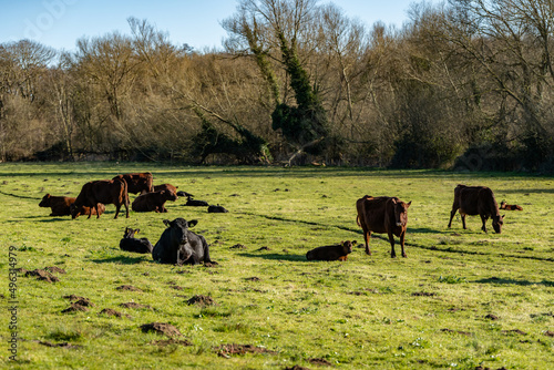 Dairy Cows with their calf's grazing on green grass in spring in the rural Suffolk countryside