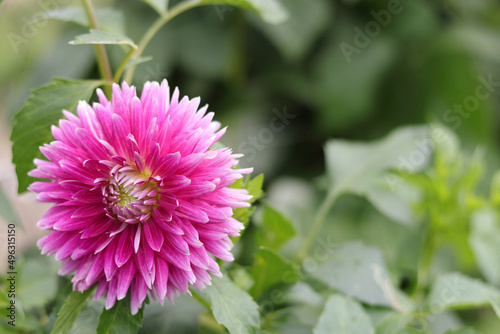 Beautiful pink Dahlia flower close up photo at nature with a green background. Gardening, landscaping, perennial flowers.Beautiful pink Dahlia fresh flower blossoming in the garden. Greetings postcard